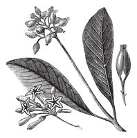 Cinchona Pubescens - Succirubra Tinctuur - Kinabast 50ml