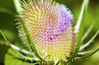 Dipsacus Fullonum Tinctuur