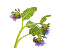 Comfrey tincture