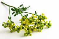 Common rue tincture