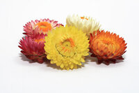 Helichrysum / Helycrise etherische olie