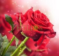 Huile Composition de Roses