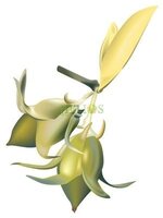 Jojoba Olie Koudgeperst