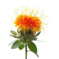 Huile de Carthame Première Pression à Froid