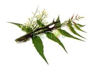 Neem Olie - Onverdund - Koudgeperst