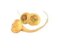MACA 500mg concentraat tabletten