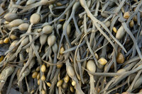 Fucus Vesiculosis Tinctuur