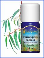 Eucalyptus Radiata BIO etherische olie  - 10ml - Zuid Afrika - VedAroma