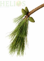 Huile Essentielle Pinus palustris 