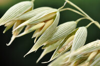 Haver glycerine extract / alcoholvrij