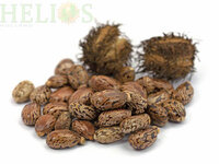 Castor Olie / Wonderolie Koudgeperst